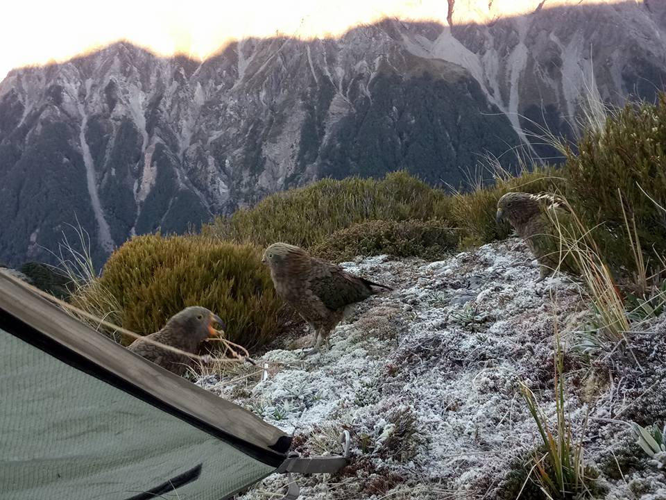 Kea